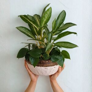 Untitled design – 1